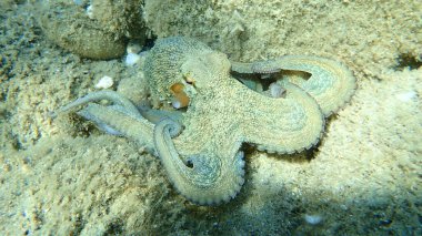 Genel ahtapot (Octopus vulgaris) avı, Ege Denizi, Yunanistan, Halkidiki