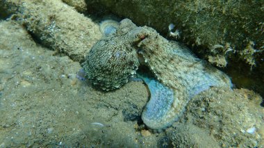 Genel ahtapot (Octopus vulgaris) avı, Ege Denizi, Yunanistan, Halkidiki