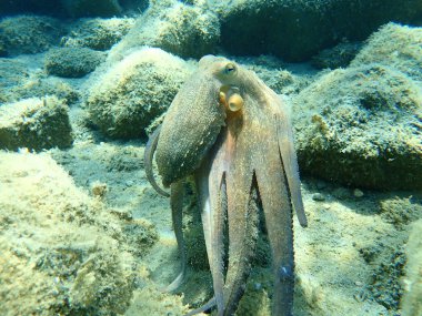 Genel ahtapot (Octopus vulgaris) avı, Ege Denizi, Yunanistan, Halkidiki