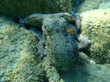 Genel ahtapot (Octopus vulgaris) avı, Ege Denizi, Yunanistan, Halkidiki
