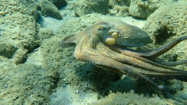 Pieuvre Commune Octopus Vulgaris Chasse Mer Égée Grèce Halkidiki — Photo