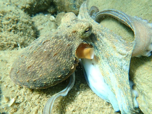 Polvo Comum Octopus Vulgaris Caça Mar Egeu Grécia Halkidiki — Fotografia de Stock