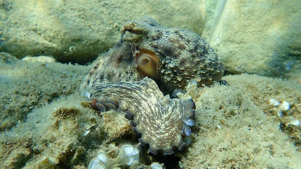 Polvo Comum Octopus Vulgaris Caça Mar Egeu Grécia Halkidiki — Fotografia de Stock