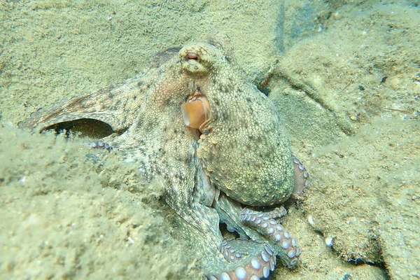 Поширений Восьминіг Octopus Vulgaris Полювання Егейське Море Греція Халкідікі — стокове фото