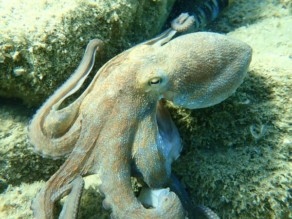 Bläckfisk Octopus Vulgaris Jakt Egeiska Havet Grekland Halkidiki — Stockfoto