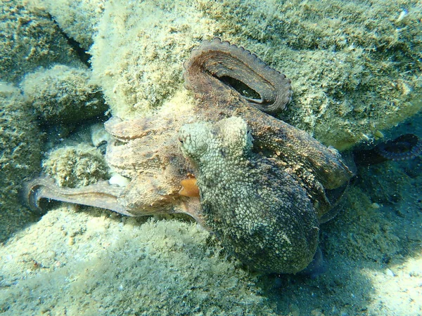 Közönséges Polip Octopus Vulgaris Vadászat Égei Tenger Görögország Halkidiki — Stock Fotó