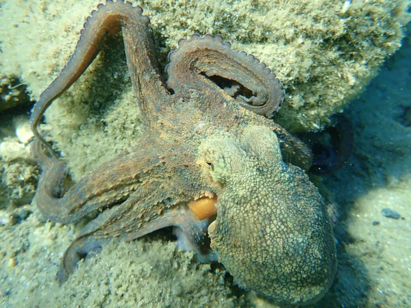 Caza Común Pulpo Octopus Vulgaris Mar Egeo Grecia Halkidiki —  Fotos de Stock