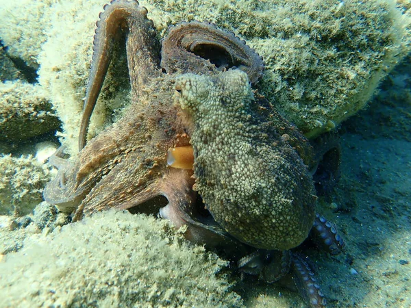 Caza Común Pulpo Octopus Vulgaris Mar Egeo Grecia Halkidiki — Foto de Stock