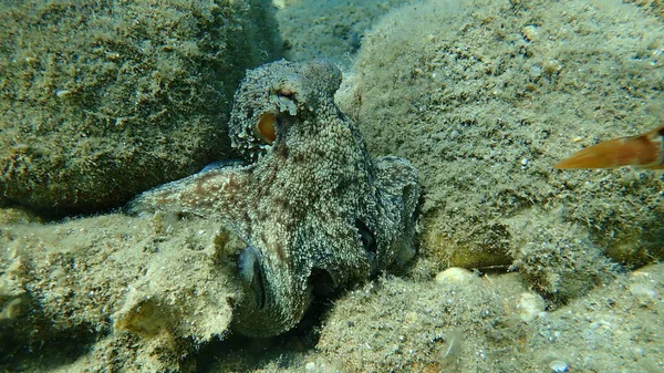 Поширений Восьминіг Octopus Vulgaris Полювання Егейське Море Греція Халкідікі — стокове фото