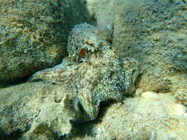 Common Octopus Octopus Vulgaris Hunting Aegean Sea Greece Halkidiki — 스톡 사진
