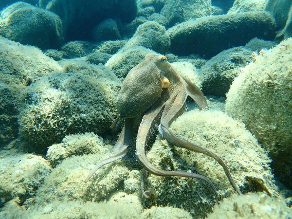 Common octopus (Octopus vulgaris) hunting, Aegean Sea, Greece, Halkidiki