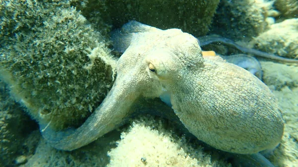Κοινό Κυνήγι Χταποδιού Octopus Vulgaris Αιγαίο Ελλάδα Χαλκιδική — Φωτογραφία Αρχείου