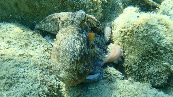 Közönséges Polip Octopus Vulgaris Vadászat Égei Tenger Görögország Halkidiki — Stock Fotó