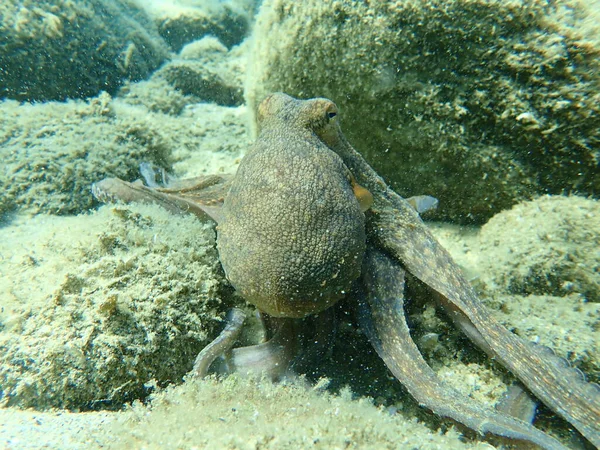 Bläckfisk Octopus Vulgaris Jakt Egeiska Havet Grekland Halkidiki — Stockfoto