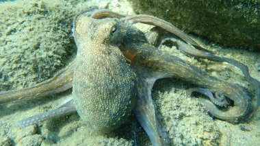 Genel ahtapot (Octopus vulgaris) avı, Ege Denizi, Yunanistan, Halkidiki