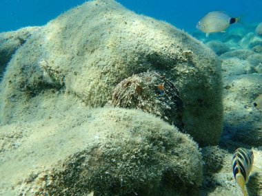 Genel ahtapot (Octopus vulgaris) avı, Ege Denizi, Yunanistan, Halkidiki