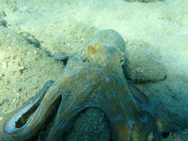 Genel ahtapot (Octopus vulgaris) avı, Ege Denizi, Yunanistan, Halkidiki