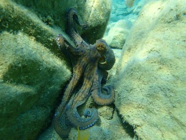 Genel ahtapot (Octopus vulgaris) avı, Ege Denizi, Yunanistan, Halkidiki