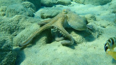 Genel ahtapot (Octopus vulgaris) avı, Ege Denizi, Yunanistan, Halkidiki