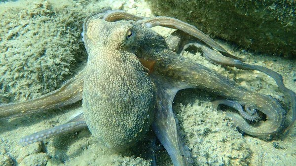 Polpo Comune Octopus Vulgaris Caccia Mar Egeo Grecia Calcidica — Foto Stock