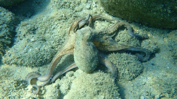 Bläckfisk Octopus Vulgaris Jakt Egeiska Havet Grekland Halkidiki — Stockfoto