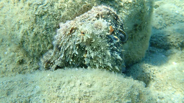 Octopus Octopus Vulgaris Berburu Laut Aegea Yunani Halkidiki — Stok Foto