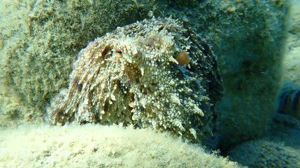 Common Octopus Octopus Vulgaris Hunting Aegean Sea Greece Halkidiki — Stock Photo, Image