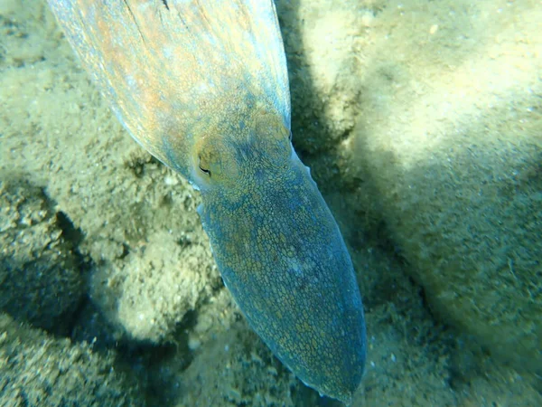 Common Octopus Octopus Vulgaris Hunting Aegean Sea Greece Halkidiki — Stock Photo, Image