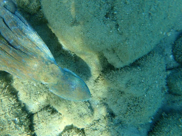 Bläckfisk Octopus Vulgaris Jakt Egeiska Havet Grekland Halkidiki — Stockfoto