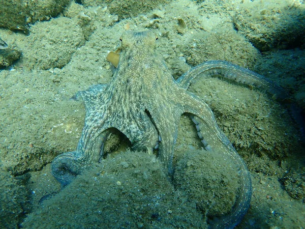 Caza Común Pulpo Octopus Vulgaris Mar Egeo Grecia Halkidiki — Foto de Stock