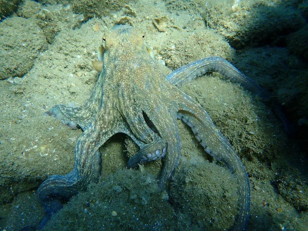 Common octopus (Octopus vulgaris) hunting, Aegean Sea, Greece, Halkidiki