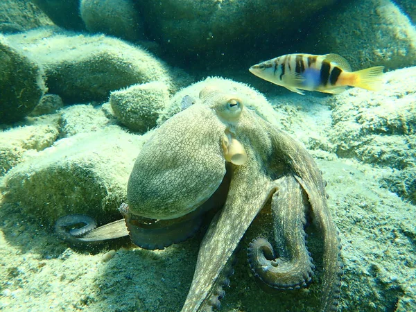 Polvo Comum Octopus Vulgaris Caça Mar Egeu Grécia Halkidiki — Fotografia de Stock