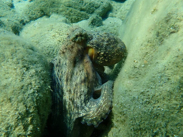 Caza Común Pulpo Octopus Vulgaris Mar Egeo Grecia Halkidiki — Foto de Stock