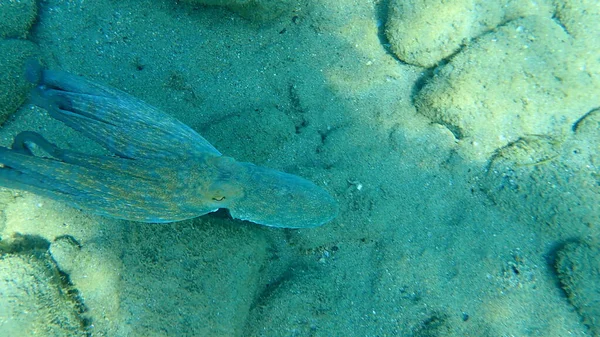 Polvo Comum Octopus Vulgaris Caça Mar Egeu Grécia Halkidiki — Fotografia de Stock