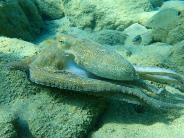 Genel ahtapot (Octopus vulgaris) avı, Ege Denizi, Yunanistan, Halkidiki