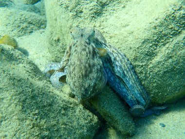Genel ahtapot (Octopus vulgaris) avı, Ege Denizi, Yunanistan, Halkidiki