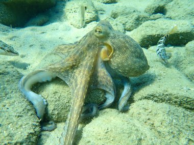 Genel ahtapot (Octopus vulgaris) avı, Ege Denizi, Yunanistan, Halkidiki