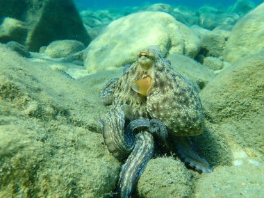 Genel ahtapot (Octopus vulgaris) avı, Ege Denizi, Yunanistan, Halkidiki
