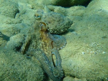 Genel ahtapot (Octopus vulgaris) avı, Ege Denizi, Yunanistan, Halkidiki