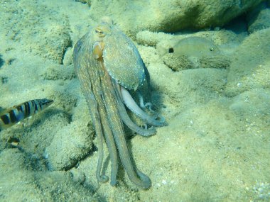 Genel ahtapot (Octopus vulgaris) avı, Ege Denizi, Yunanistan, Halkidiki