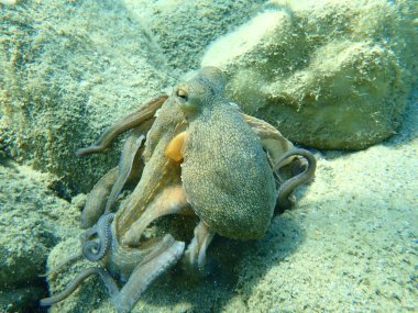 Genel ahtapot (Octopus vulgaris) avı, Ege Denizi, Yunanistan, Halkidiki