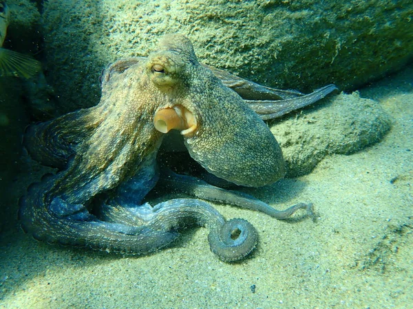 Caza Común Pulpo Octopus Vulgaris Mar Egeo Grecia Halkidiki — Foto de Stock