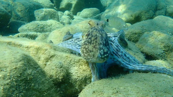 Common octopus (Octopus vulgaris) hunting, Aegean Sea, Greece, Halkidiki