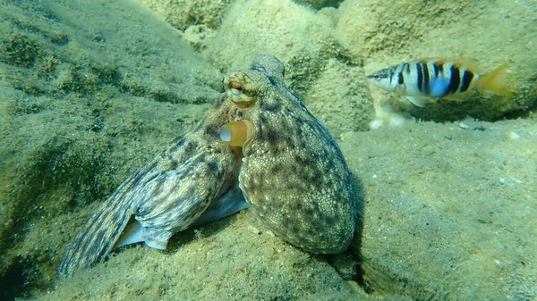 Common octopus (Octopus vulgaris) hunting, Aegean Sea, Greece, Halkidiki