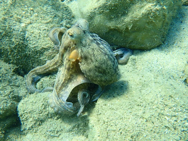 Охота Осьминога Octopus Vulgaris Эгейское Море Греция Халкидики — стоковое фото