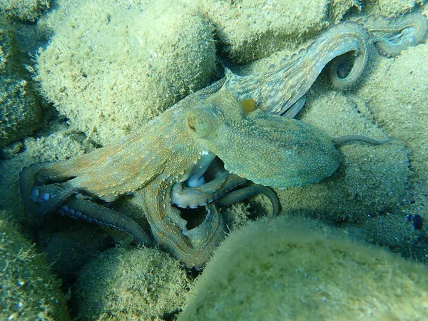 Pieuvre Commune Octopus Vulgaris Chasse Mer Égée Grèce Halkidiki — Photo