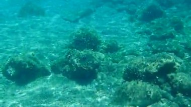 Altın başlıklı çipura, Orata, Dorada (Sparus aurata), Ege Denizi, Yunanistan, Halkidiki 