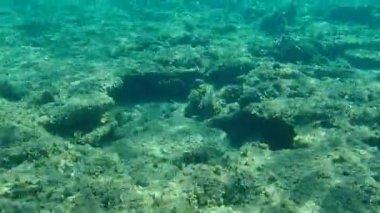 Altın başlıklı çipura, Orata, Dorada (Sparus aurata), Ege Denizi, Yunanistan, Halkidiki 