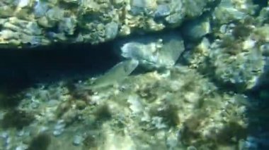 Altın başlıklı çipura, Orata, Dorada (Sparus aurata), Ege Denizi, Yunanistan, Halkidiki 