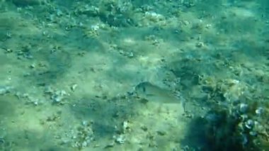 Altın başlıklı çipura, Orata, Dorada (Sparus aurata), Ege Denizi, Yunanistan, Halkidiki